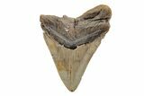 Serrated, 5.10" Fossil Megalodon Tooth - North Carolina - #201942-2